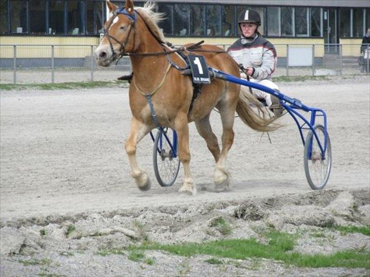 Haflinger stephanie billede 11