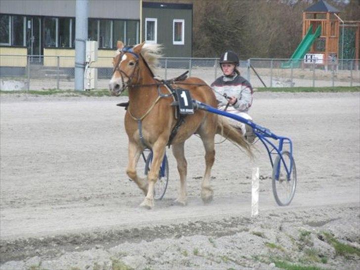 Haflinger stephanie billede 12