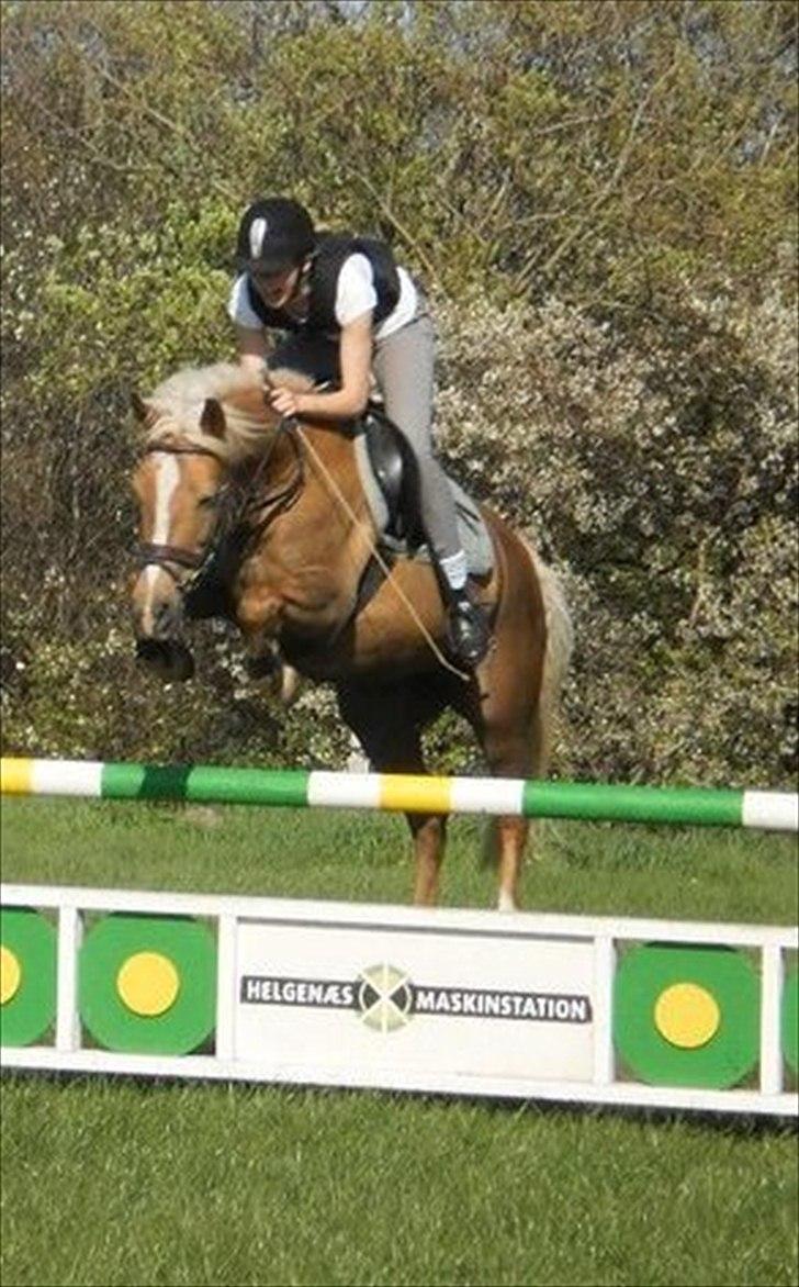 Anden særlig race Mitzi - Solgt - 1 m.....  billede 14