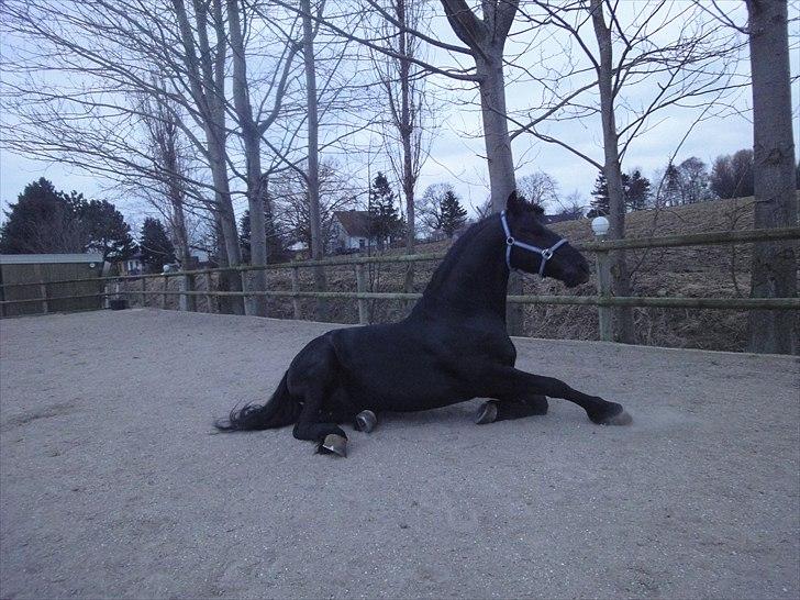 Frieser Tamke af søndergård billede 10