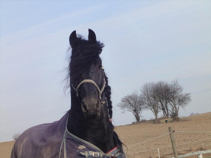 Frieser Tamke af søndergård billede 11