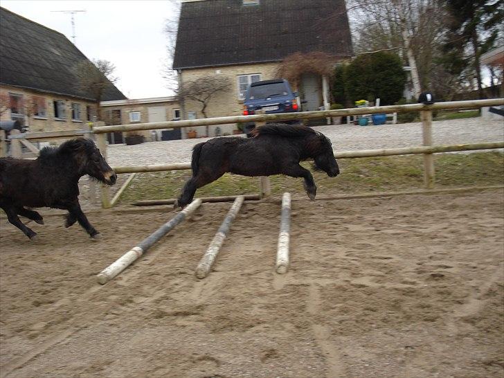 Shetlænder Mikkel billede 10