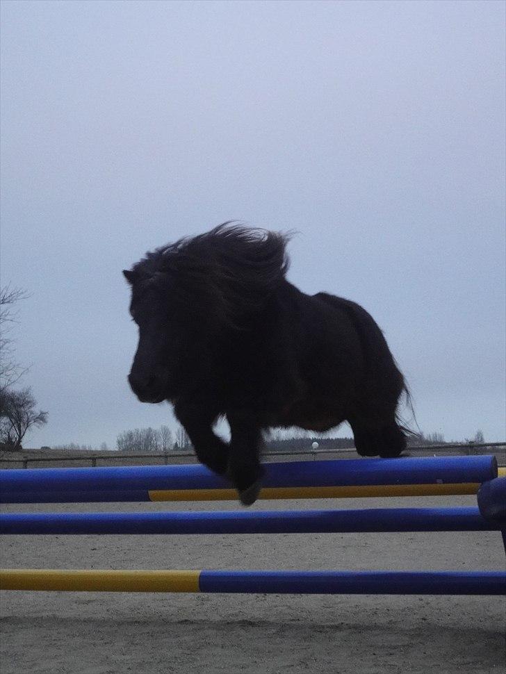 Shetlænder Mikkel billede 3