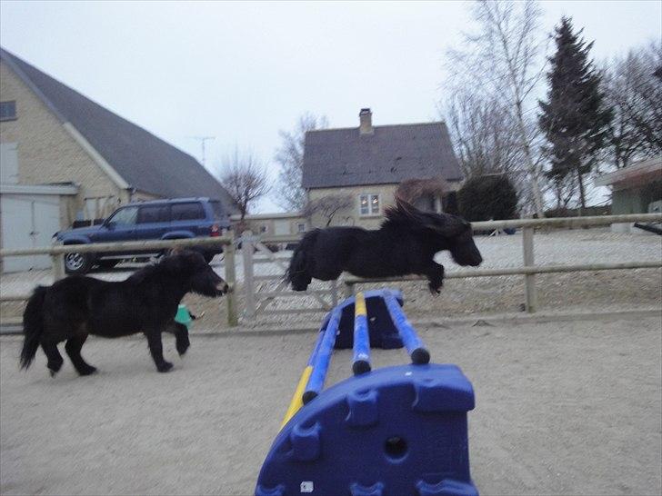 Shetlænder Mikkel billede 11