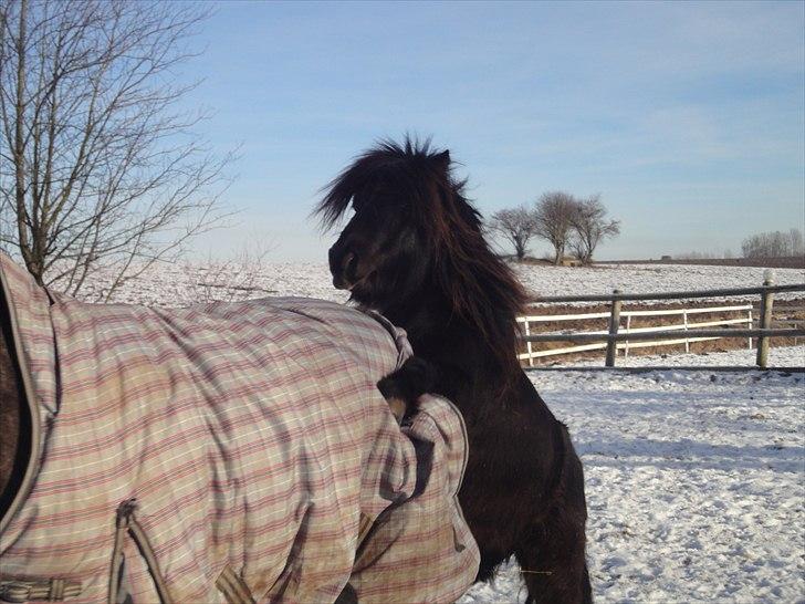 Shetlænder Mikkel billede 12