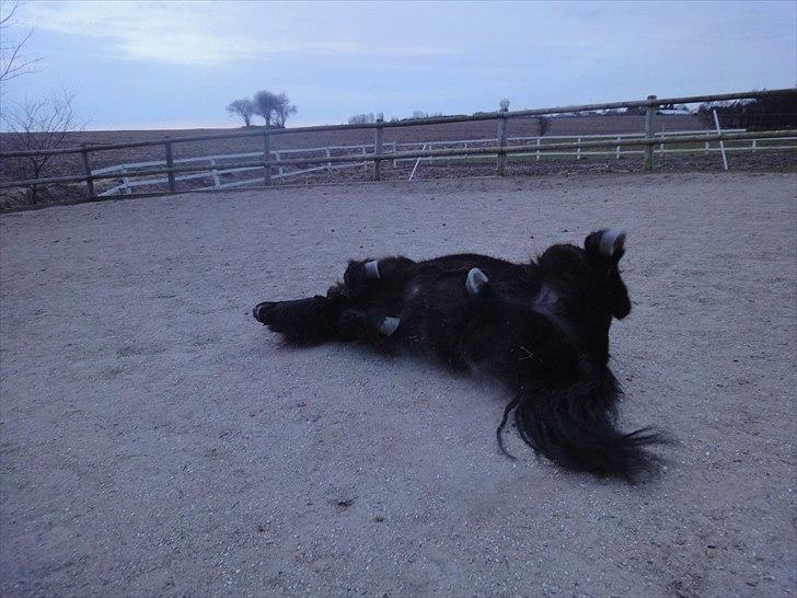 Shetlænder Mikkel billede 13