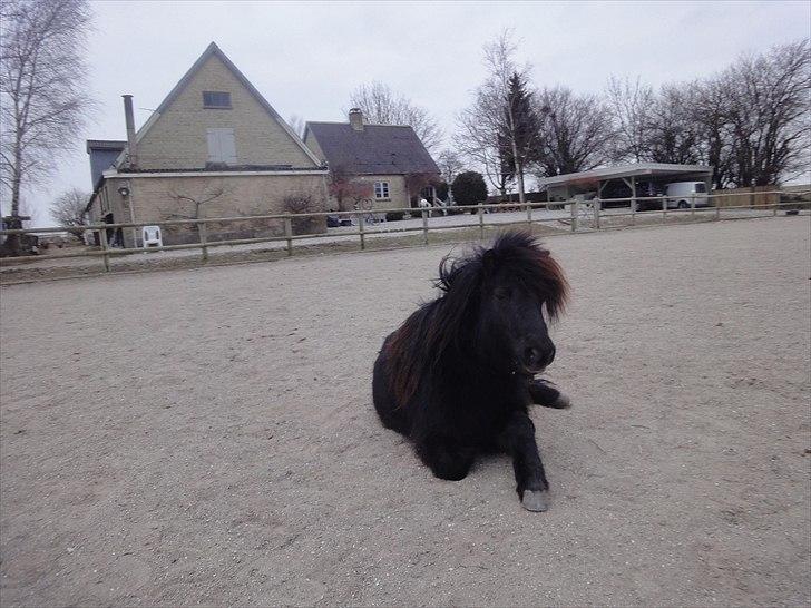 Shetlænder Mikkel billede 14