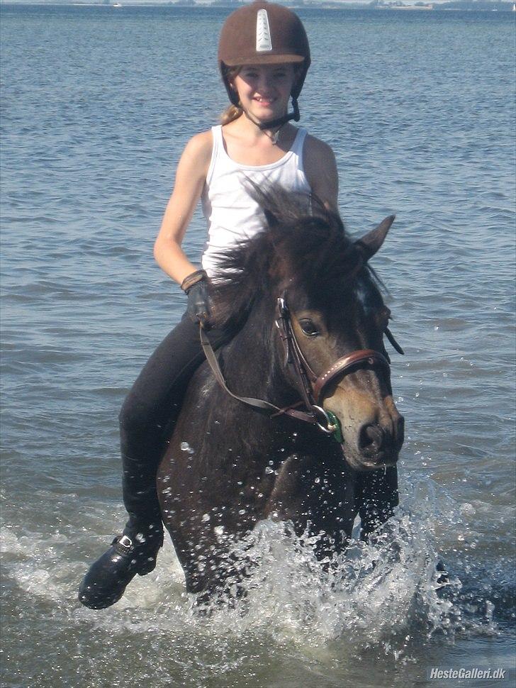 Shetlænder Mads - blaske blaske =) billede 2