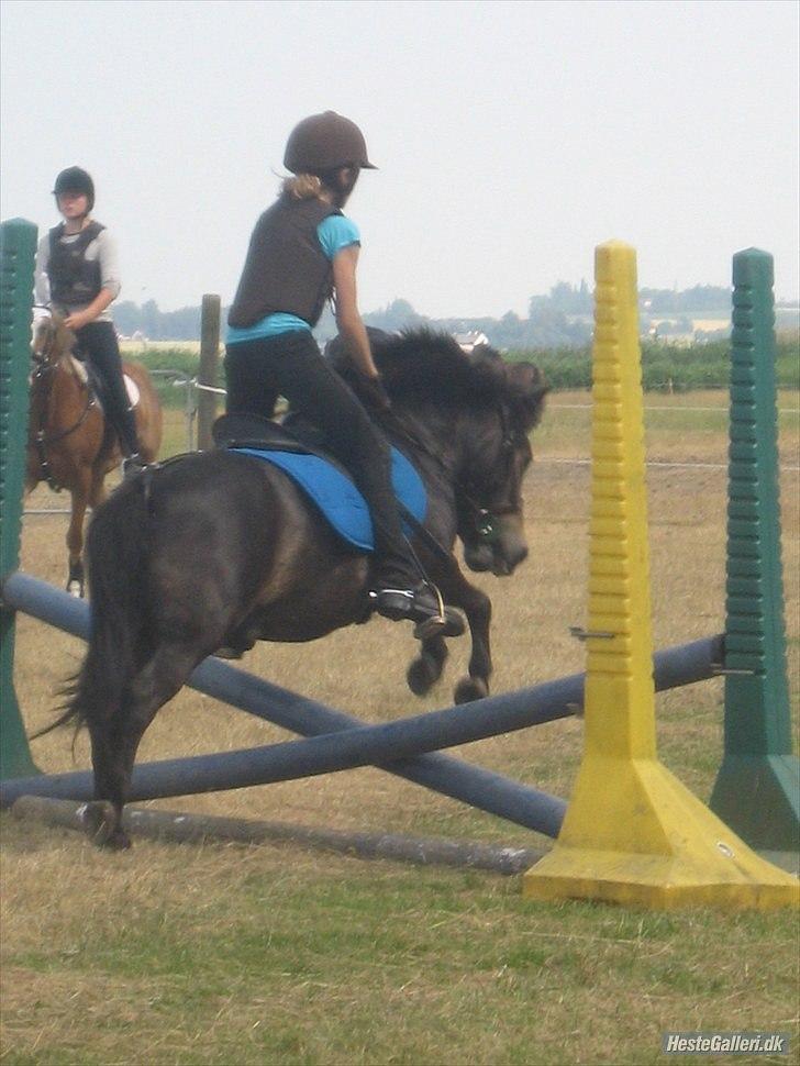 Shetlænder Mads billede 14