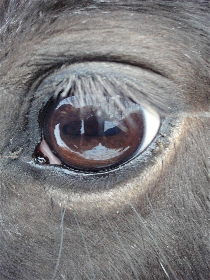 Shetlænder Mads billede 17