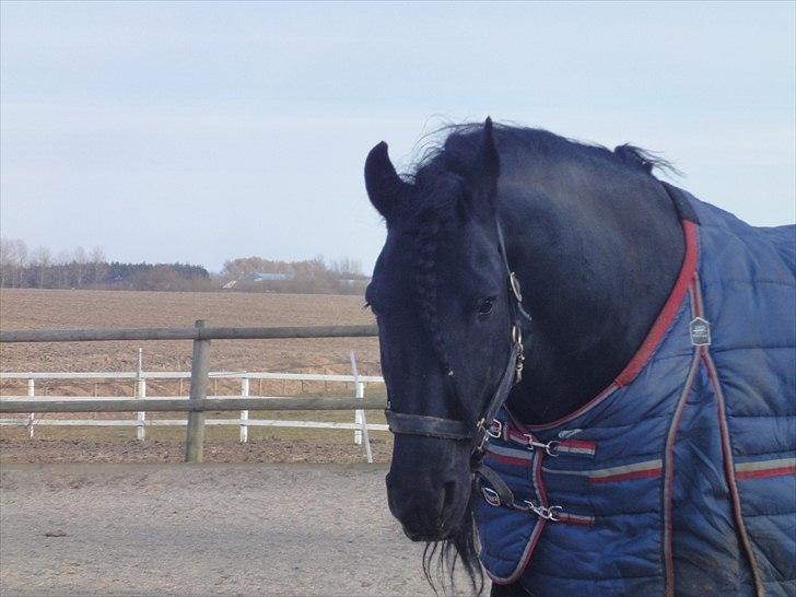 Frieser gart gejlbjerg billede 20