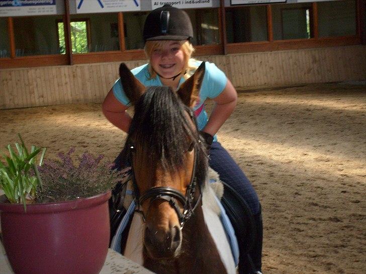 Pinto Herkules  - thihi billede 8