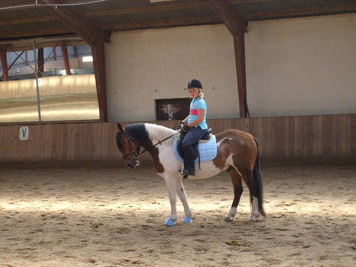 Pinto Herkules  - ...... billede 9