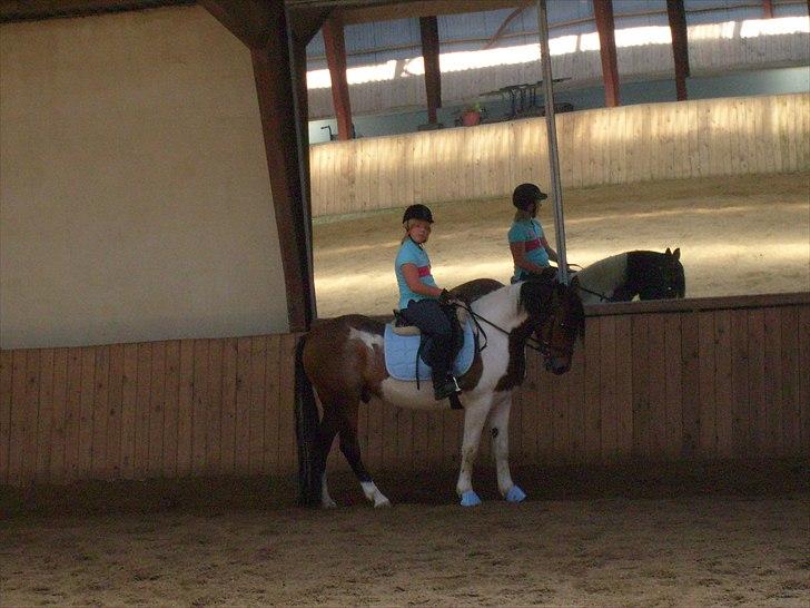 Pinto Herkules  - Du skøn billede 10