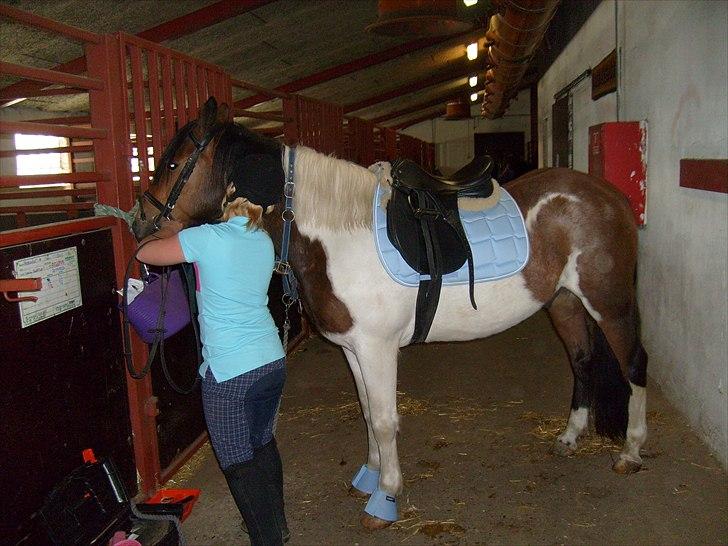 Pinto Herkules  - <3 billede 12