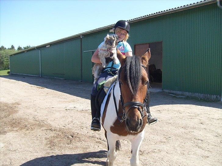 Pinto Herkules  - mine dguldklumper billede 13