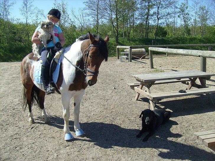 Pinto Herkules  - mine dejlige dyr:) billede 14