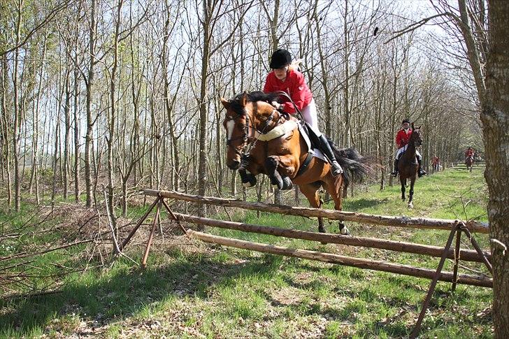 Dansk Varmblod Adelheid Sølyst (Solgt) billede 7
