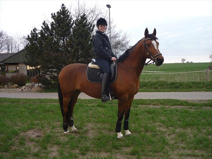 Dansk Varmblod Adelheid Sølyst (Solgt) billede 2