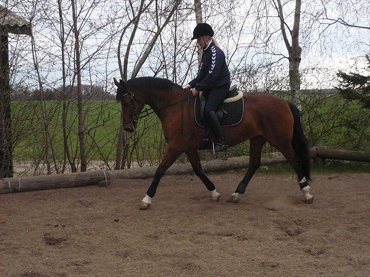 Dansk Varmblod Adelheid Sølyst (Solgt) billede 3