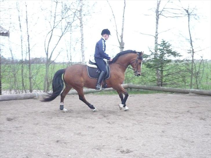 Dansk Varmblod Adelheid Sølyst (Solgt) billede 4