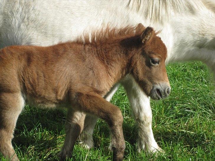 Shetlænder Gimli fra Oren billede 1