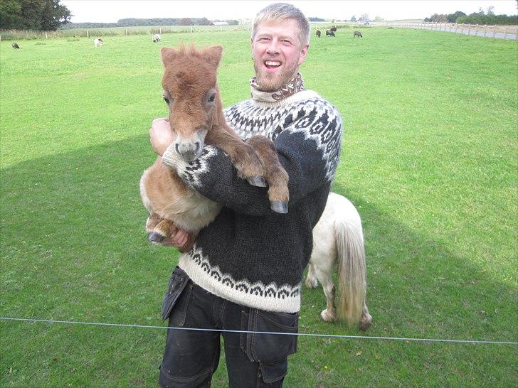 Shetlænder Gimli fra Oren billede 2