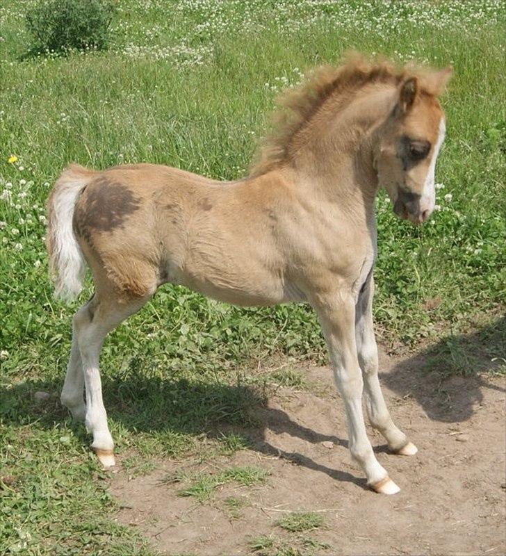 Welsh Mountain (sec A) Solbakken´s Eddie billede 1