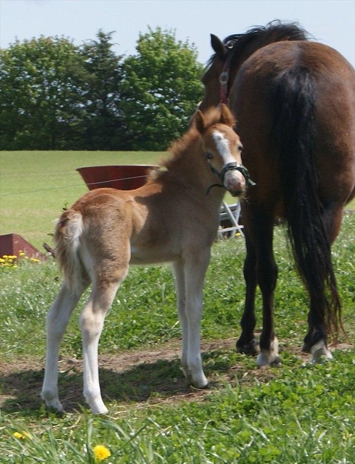 Welsh Mountain (sec A) Solbakken´s Eddie billede 2