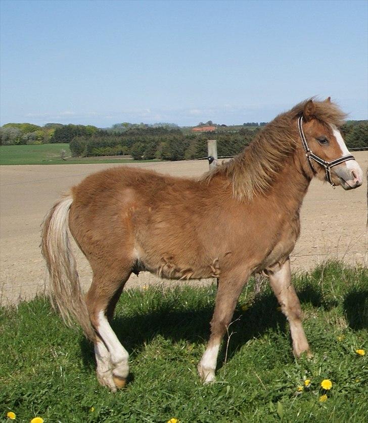 Welsh Mountain (sec A) Solbakken´s Eddie billede 3