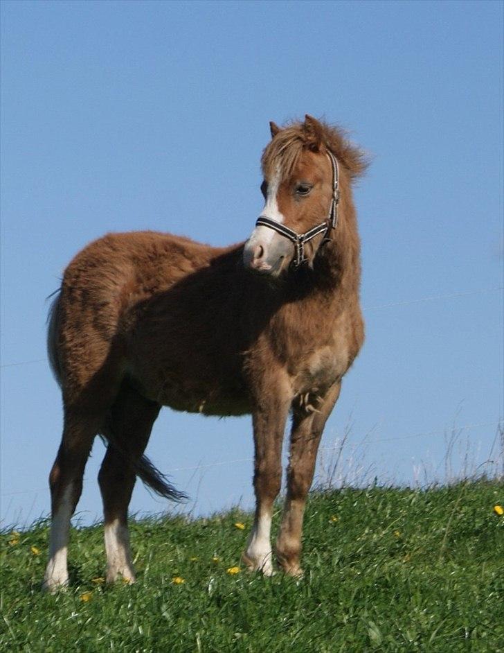 Welsh Mountain (sec A) Solbakken´s Eddie billede 4