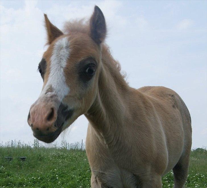 Welsh Mountain (sec A) Solbakken´s Eddie billede 5