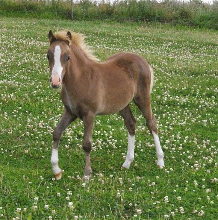 Welsh Mountain (sec A) Solbakken´s Eddie billede 6
