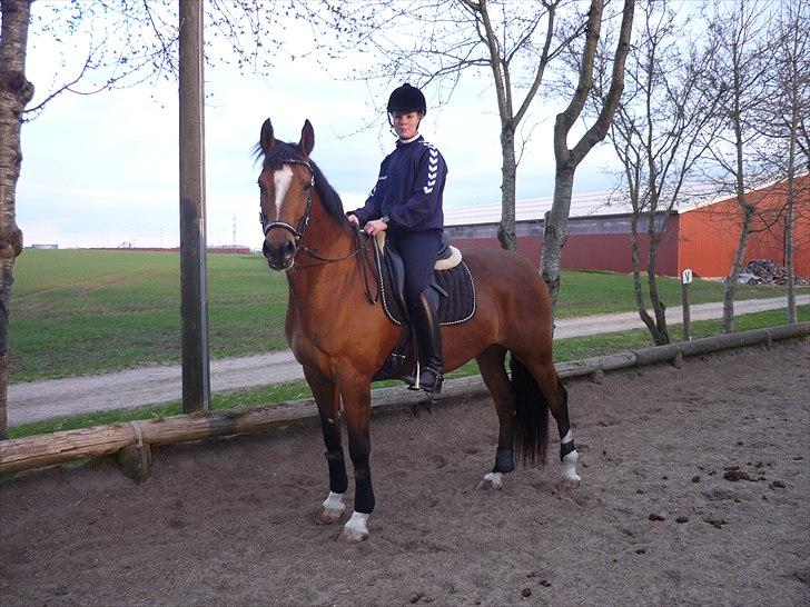 Dansk Varmblod Adelheid Sølyst (Solgt) billede 5