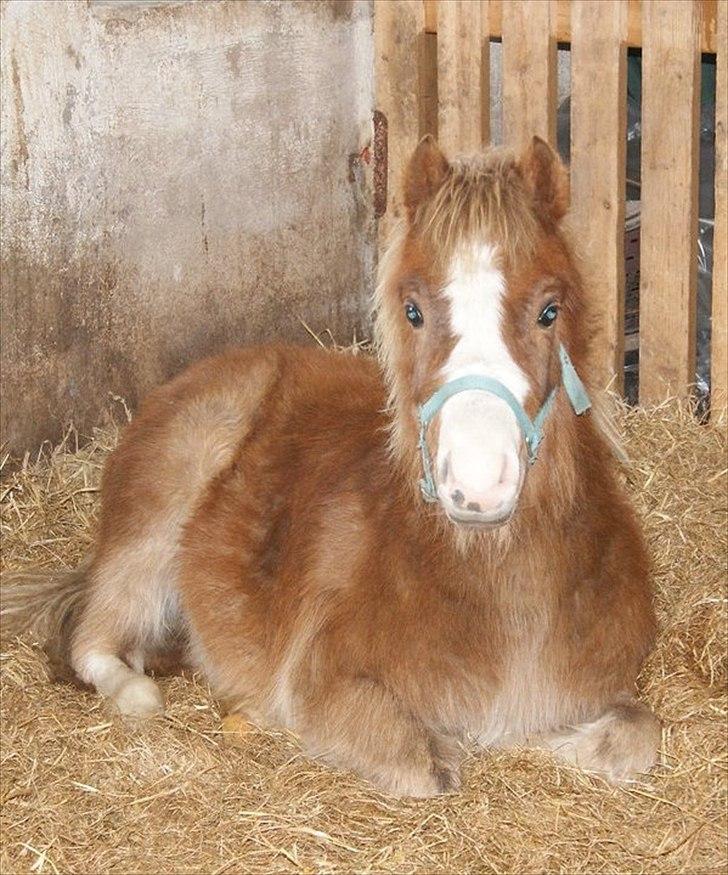 Welsh Mountain (sec A) Solbakken´s Eddie billede 12