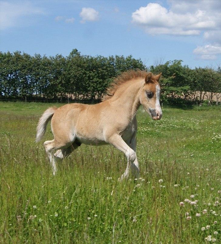 Welsh Mountain (sec A) Solbakken´s Eddie billede 7