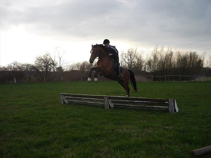 Dansk Varmblod Adelheid Sølyst (Solgt) billede 6