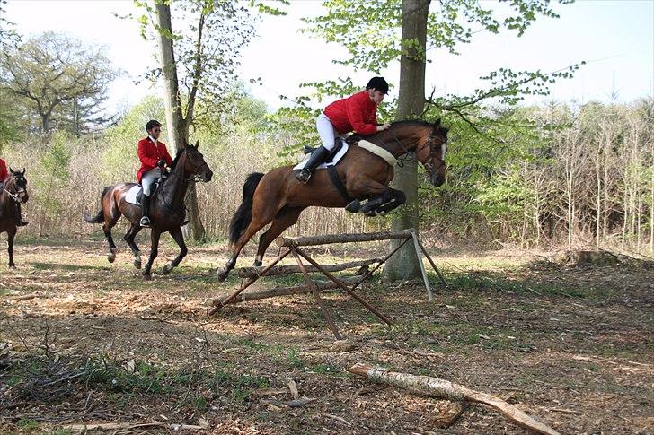 Dansk Varmblod Adelheid Sølyst (Solgt) billede 8