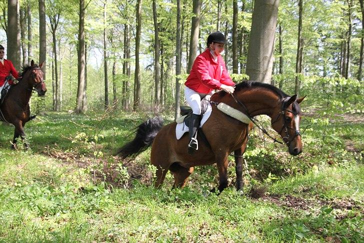 Dansk Varmblod Adelheid Sølyst (Solgt) billede 9