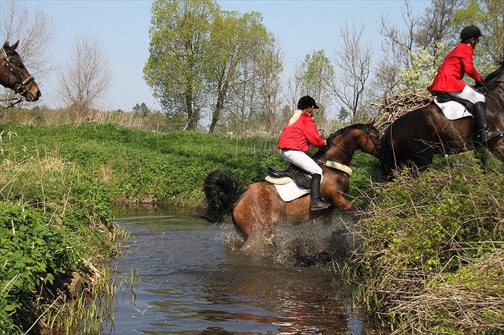 Dansk Varmblod Adelheid Sølyst (Solgt) billede 10