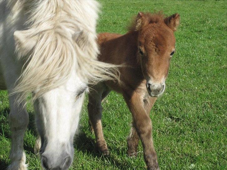 Shetlænder Gimli fra Oren billede 4