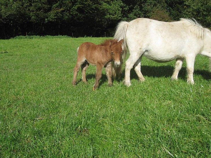 Shetlænder Gimli fra Oren billede 5