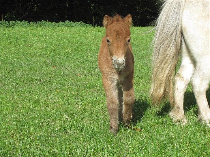 Shetlænder Gimli fra Oren billede 6