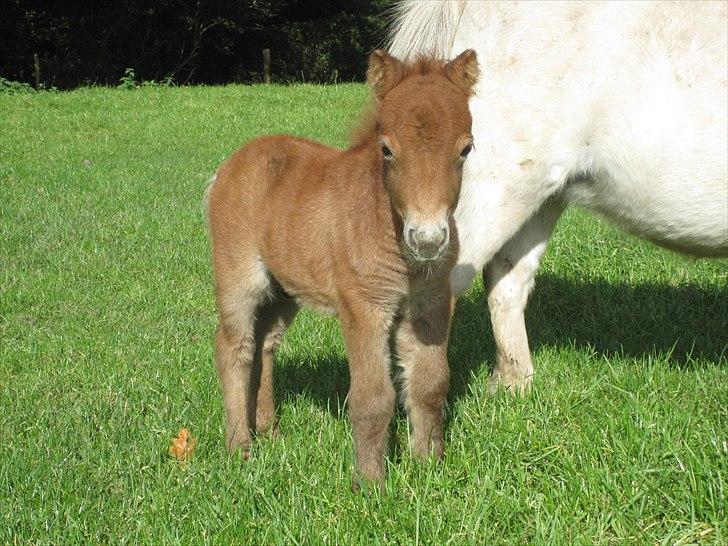 Shetlænder Gimli fra Oren billede 7