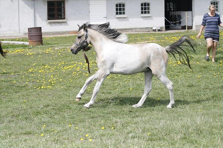 Anden særlig race Klinkhøjs Epona - April 2011 billede 4