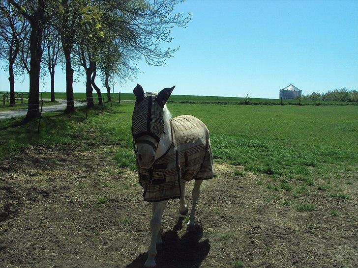 Palomino Atreju *Stjernen* - Se lige hvor smart min pony er med solbriller:D billede 7