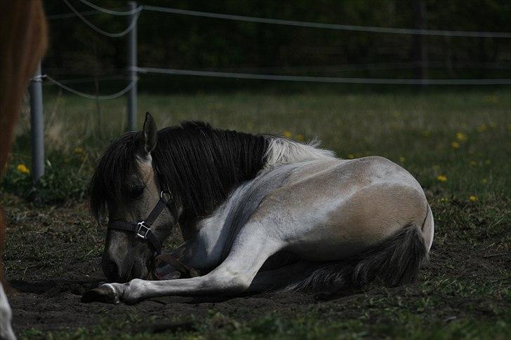 Anden særlig race Klinkhøjs Epona - April 2011 billede 7