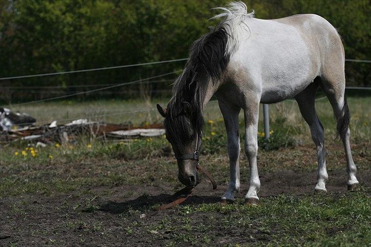 Anden særlig race Klinkhøjs Epona - April 2011 billede 9
