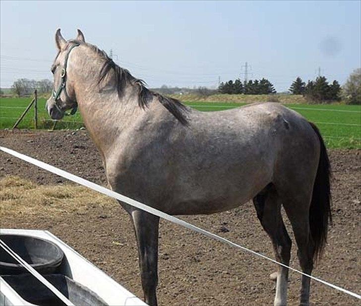 Arabisk fuldblod (OX) Talib Al-Bait 2009 - 2014 Solgt - Talib Al-Bait 2010 billede 9