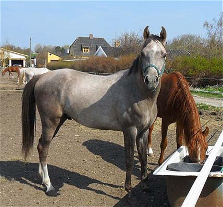 Arabisk fuldblod (OX) Talib Al-Bait 2009 - 2014 Solgt - Talib Al-Bait 2010 billede 8